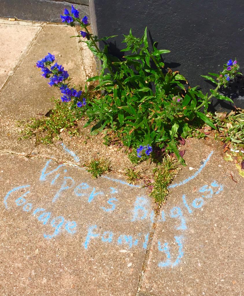 1614786950423_Vipers Bugloss